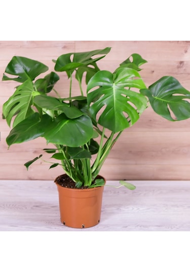 Çok Gövdeli İri Yapraklı Deve Tabanı - XL (Monstera Deliciosa)