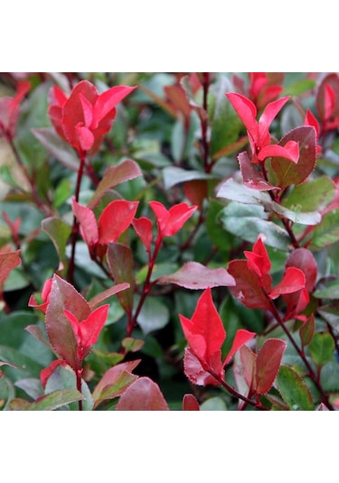 Alev Ağacı Photinia Fidanı 100-120 Cm Boy