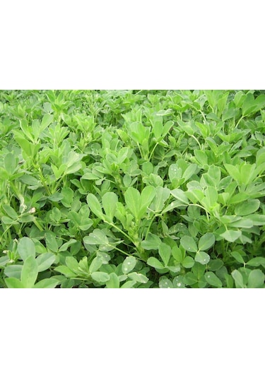 AGRodal Tarım Yonca Tohumu Elçi 3 KG Kaplanmış Tohum