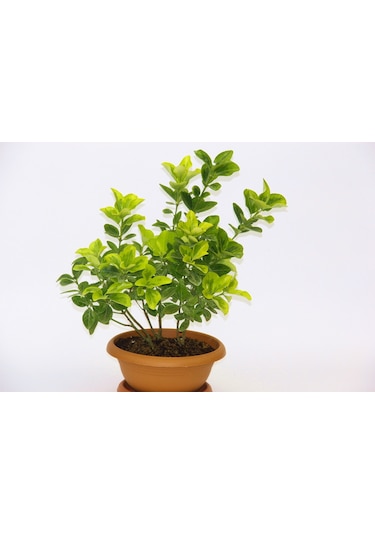 Bonsai Euonymus Japonica Aurea Ev Ofis Bitkisi