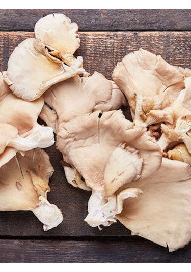 İstiridye Kavak Mantarı Tohumu Mantar Tohumu 4 Kg