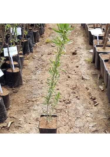 Saksıda Jumbo İri Taneli Sarı Gojiberry Fidanı