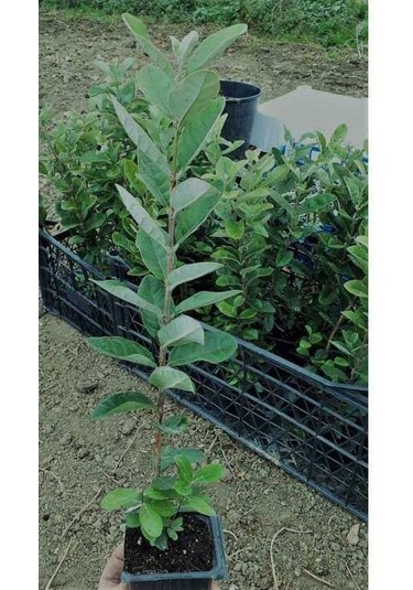 Tüplü 10 Adet Kaymak Agacı Fidanı N11.20080