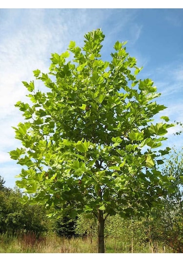 Çınar Fidanı - 80-100 Cm Boyunda, Gölgeli Ağaç Fidanı