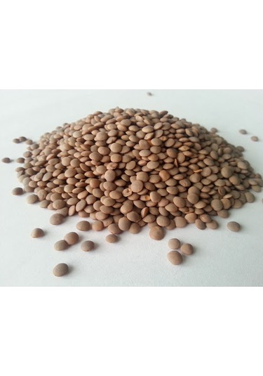 Yeşil Mercimek 10 KG