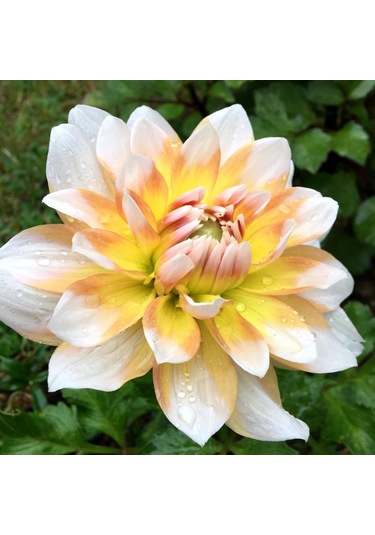 Sarı Beyaz Çift Renk Seattle Dahlia Yıldız Çiçeği Yumrusu 1 Adet