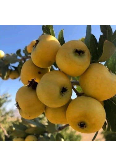 İri Meyveli Aşılı Sarı BELEN Alıç Fidanı, Tüplü