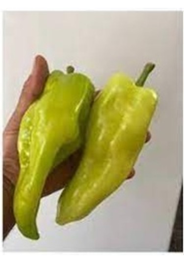 100 Adet Tohum Nadir Kale Acı Biber Tohumu Saksı Toprak Hediyeli