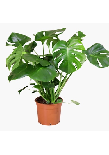 Çok Gövdeli İri Yapraklı Deve Tabanı - XL (Monstera Deliciosa)