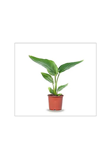 Mini Saksıda Starliçe Cennet Kuşu Çiçeği 15-25 Cm