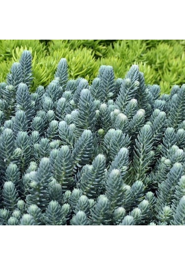 Sedum Reflexum 'blue Spruce' - 5 Adet Yer Örtücü Sukulent