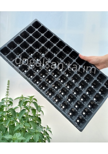 40 Adet Fide Viyol 72 Göz Fide Viyolü Fide Viyolleri Fidelik