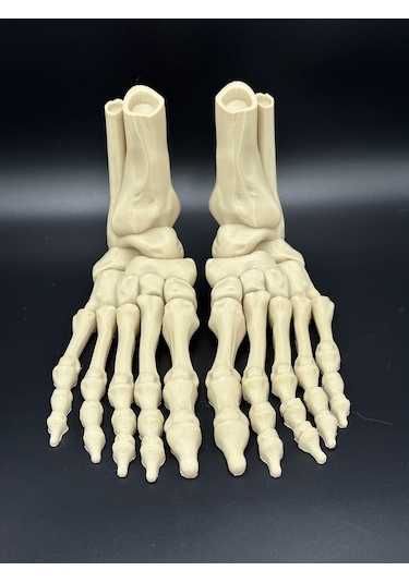 Anatomi - İskelet Çift Ayak - Dekorasyon Doğru Detay