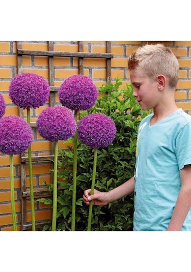 Dev Allium Tohumu Ekim Seti