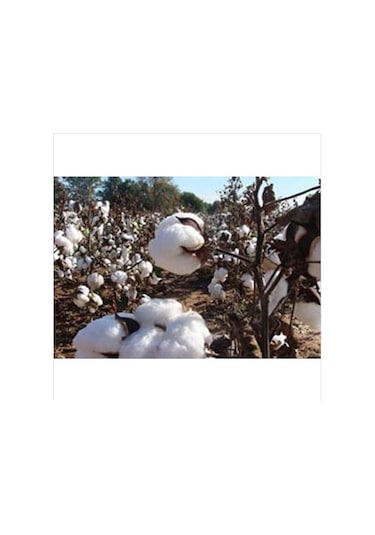 2 Adet Pamuk Yastık İç Dolgu 2 KG %100 Doğal Pamuk 50x70