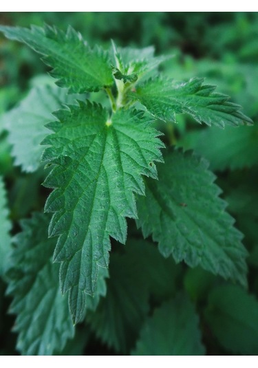 250 Gram İlaçsız Taze - Yaş Toplanmış Organik Isırgan Otu