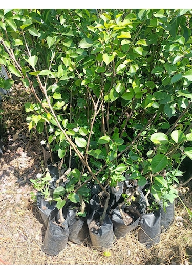 Yeşil Deniz Fidancılık Tüplü Williams Armut Fidanı 100-150 Cm