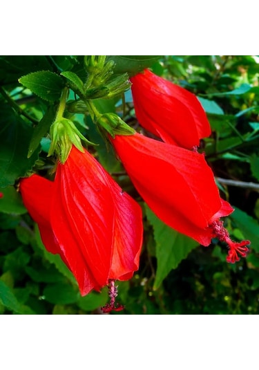Japon Gülü Chinese Rose / Hibiscus 70 - 120 Cm Tüplü