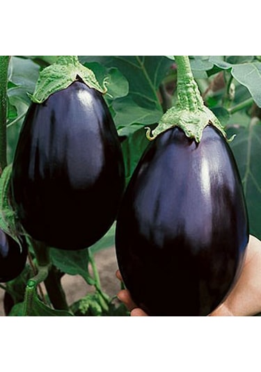 30+ Siyah Tombul Patlıcan Tohumu N114496