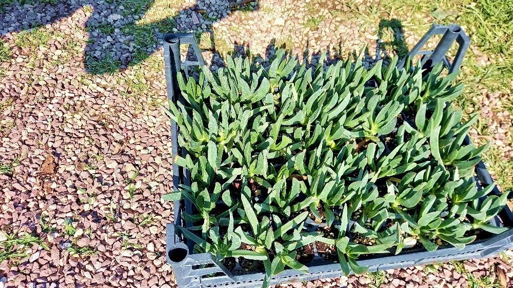 Mezar - Kabir Çiçekli Bitki Seti - 45 Adet Kaz Ayağı - Kalıcı Yer