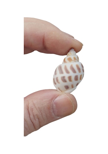 Pozitif Doğal Taş Junonia Shell Deniz Kabuğu 10'lu