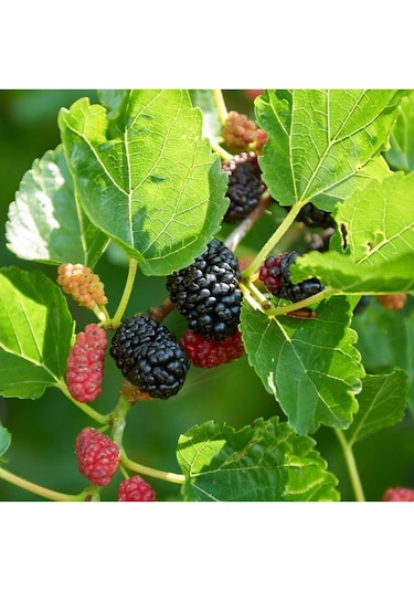 3 Yaş Aşılı Ekşi Kara urmu Dut