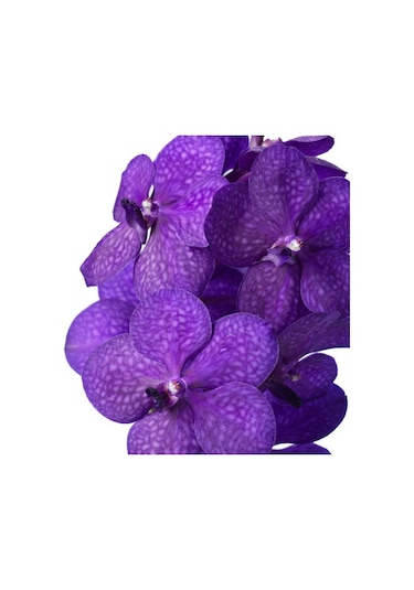 Vanda Tayanee 'blue' Vanda Orkide