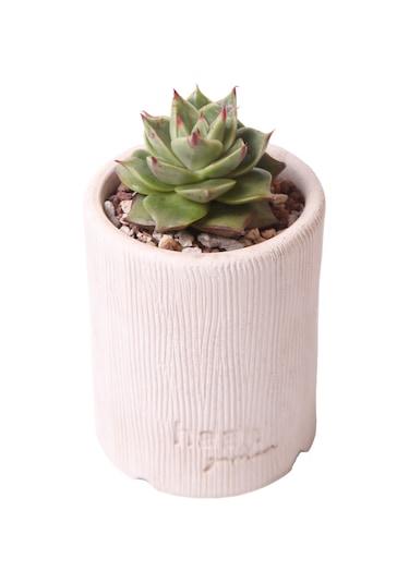 Echeveria Matador - Sukulent Haangarden