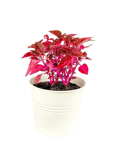 Serada Decor Plant İresine Herbstii - Çingene Şalvarı Bitkisi Büyük Saksılı 40-50 Cm
