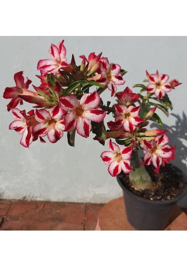 25 Adet Karışık Renklerde Adenium Çöl Gülü Tohumu