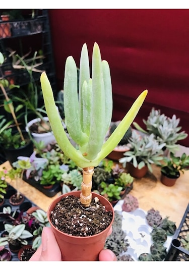 Cheiridopsis Namaquensis Sukulent Özel Tür