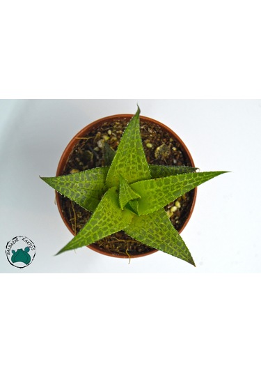 Haworthia Venosa 'Tessellata' (Sukulent) Ø5,5 CM Y0-10 CM