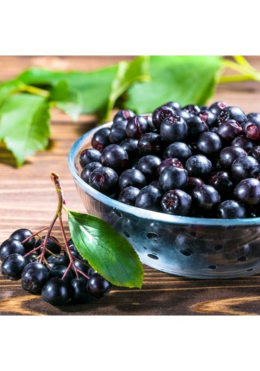 "2 Yaşında Viking Aronya Fidanı - Sağlıklı Ve Verimli Aronia M...