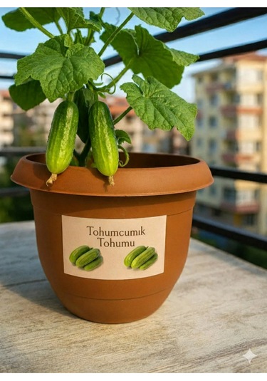 25 Adet Parmak Saksılık Salatalık Tohumu + Saksı + Toprak