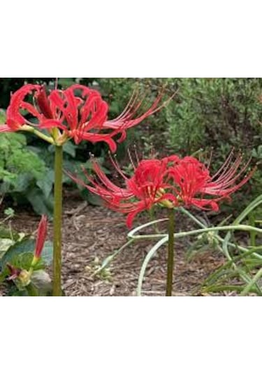 5 Adet Tohum Nadir Kırmızı Örümcek Zambağı Çiçeği Tohumu Saksı To