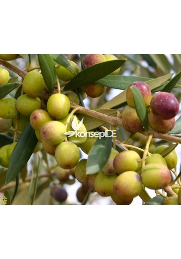 Arbequina Bodur Zeytin Fidanı
