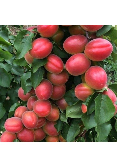 Kayısı Perfect Red 180-220 Cm Tüplü