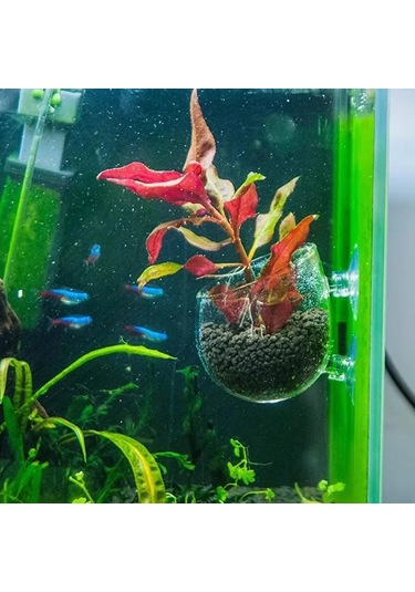 Kangvka Akvaryum Cam Bitki Suluk, Sürekli Hava Akışı Ve Işık Alımı Sağlar, Su Bitkileri İçin Transparan Desen, Süper Emici Çene İle Sabitlenir
