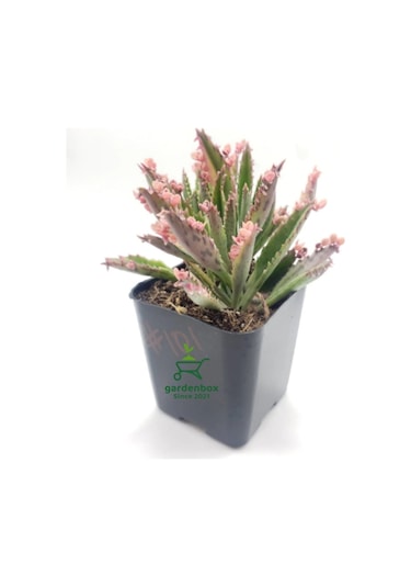 Pembe Renk Aşkın Gözyaşı Çiçeği 10-20cm 1 Adet Saksılı