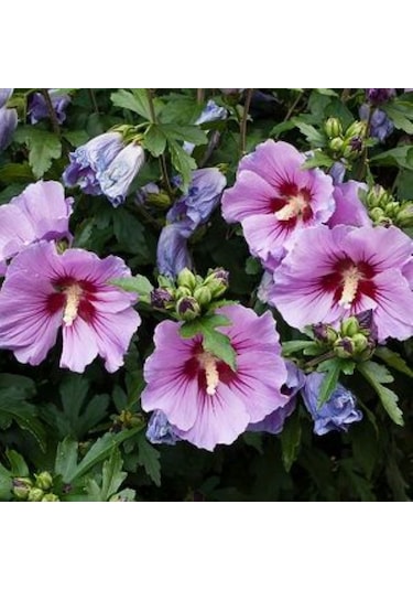 Ağaç Hatmi Fidanı 60-80 Cm Boyunda, Renkli Çiçekli Bahçe Bitkisi