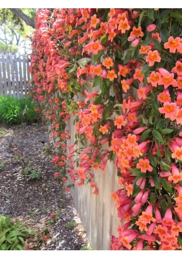 Hızlı Büyüyen Acem Borusu Fidanı 1 Yaşında Tüplü