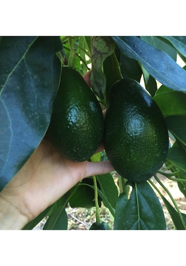 Aşılı Bacon Avakado Fidanı