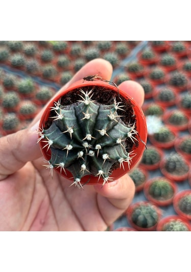 5.5 Luk Saksıda Gymnocalycium Mihanovichii Çene Kaktüsü 1 Adet