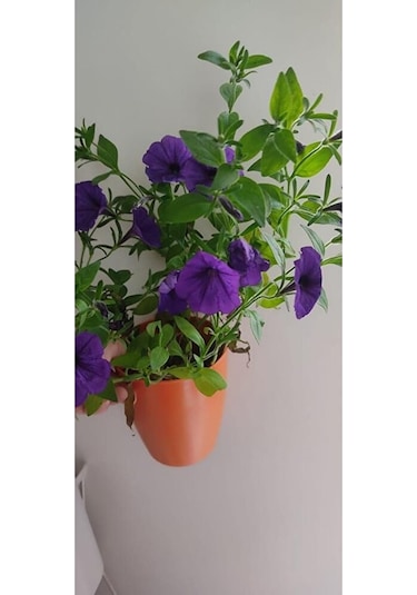 Petunya Fidesi 30-45cm Dikime Hazir Dolgun Form