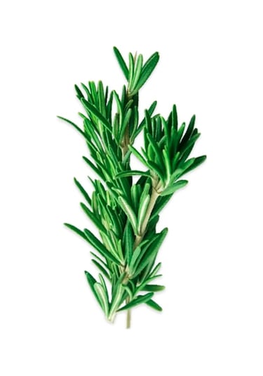 Erüst Yerli Biberiye 25 G