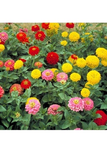 50 Adet Tohum Nadir Zinna Çiçeği Tohumu Organik Saksı Toprak Hediyeli
