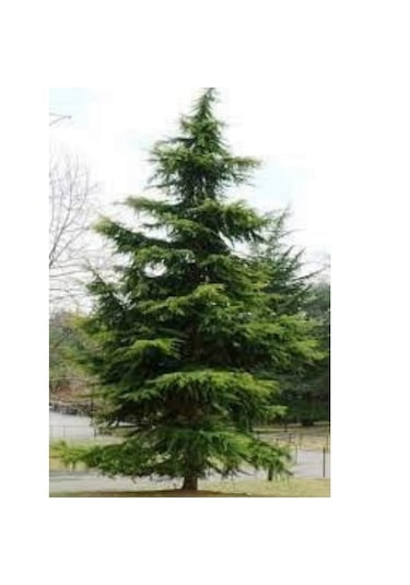 Toros Sedir Fidanı 30-50 Cm Boyunda, Dayanıklı Çam Ağacı