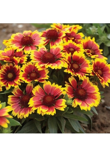 Ayyıldız Çiçeği Tohumu Ay Yıldız Çiçek Tohumu Yetiştirme Kiti