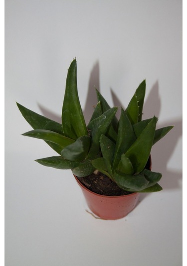 Haworthia Pentagona Sukulent Tekli 5,5 Cm Saksıda