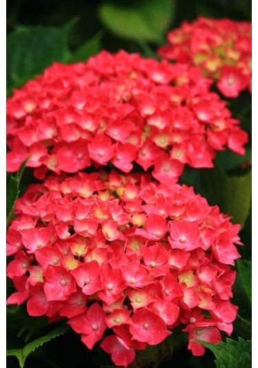 15 Adet Kırmızı Renkli Ortanca Çiçeği Tohumu